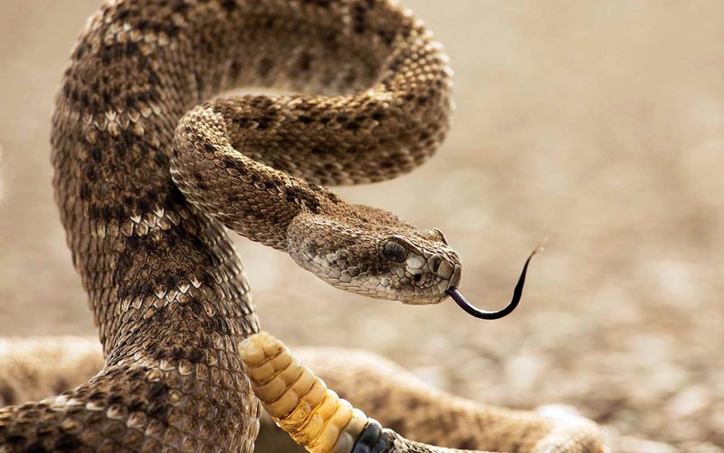 Фотография: 10 самых распространенных мифов о змеях №1 - BigPicture.ru