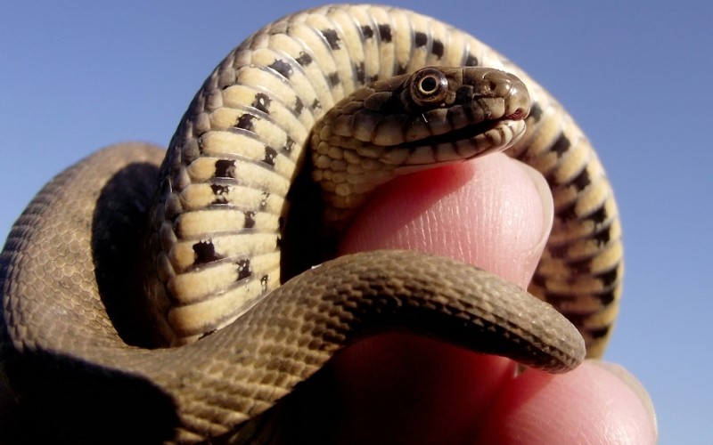 Фотография: 10 самых распространенных мифов о змеях №5 - BigPicture.ru