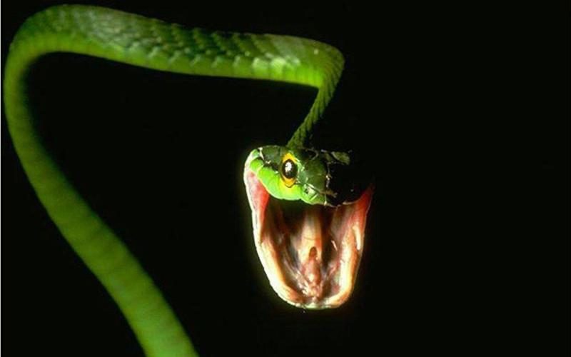 Фотография: 10 самых распространенных мифов о змеях №6 - BigPicture.ru