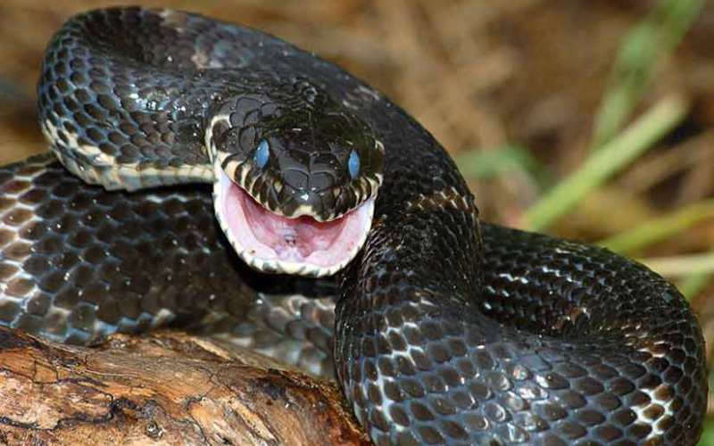 Фотография: 10 самых распространенных мифов о змеях №7 - BigPicture.ru
