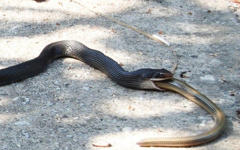 Фотография: 10 самых распространенных мифов о змеях №8 - BigPicture.ru