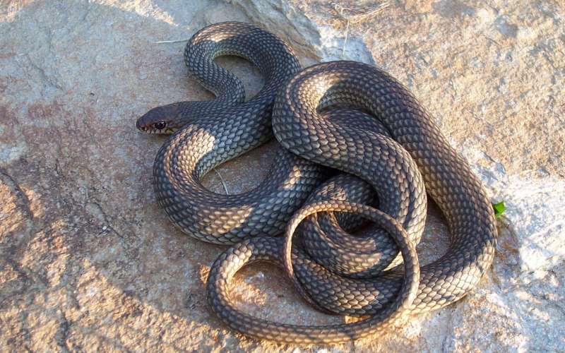 Фотография: 10 самых распространенных мифов о змеях №9 - BigPicture.ru