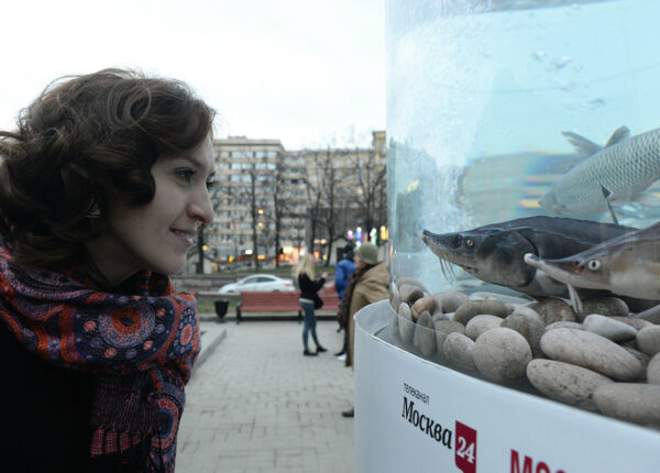 Гид по лучшим развлечениям «Рыбной недели» в Москве