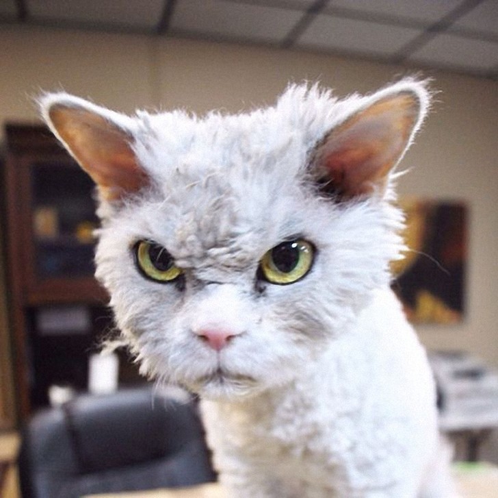 Суровый кот Альберт породы селкирк-рекс стал новой звездой Интернета