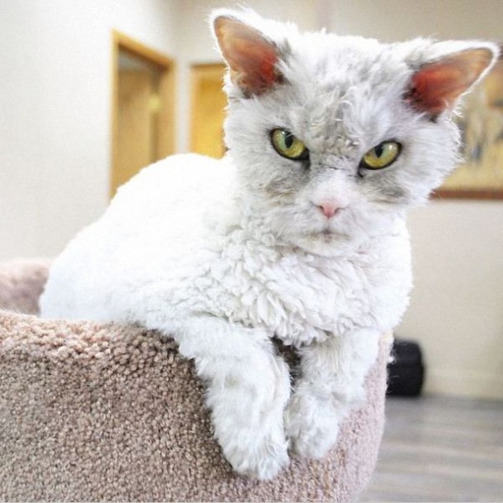 Фотография: Альберт — самый злой кот интернета? №3 - BigPicture.ru