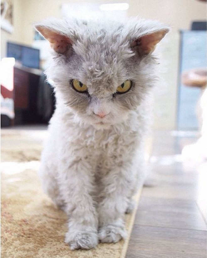 Фотография: Альберт — самый злой кот интернета? №4 - BigPicture.ru
