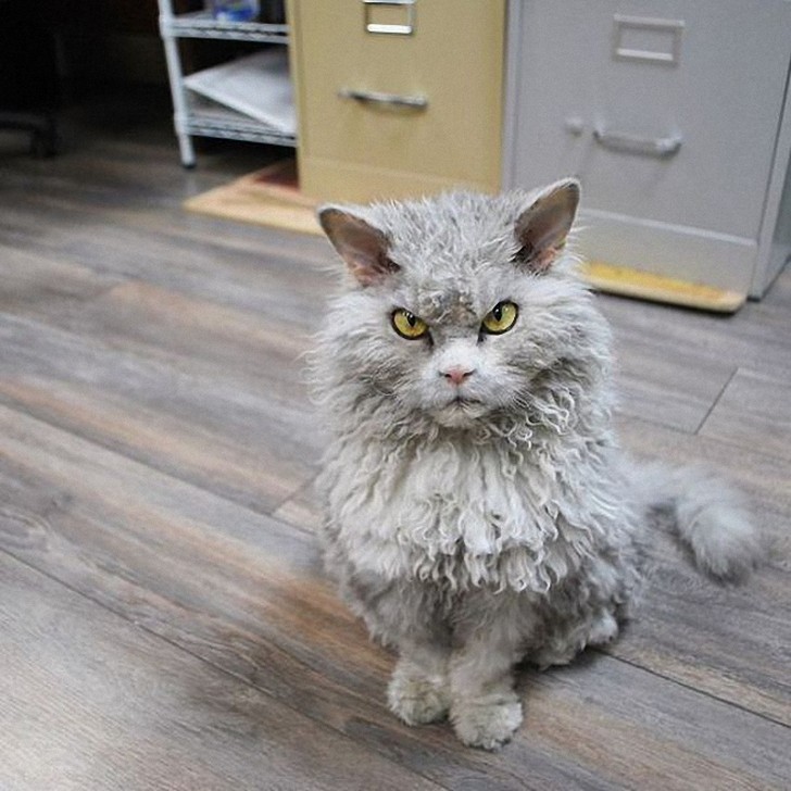 Фотография: Альберт — самый злой кот интернета? №5 - BigPicture.ru