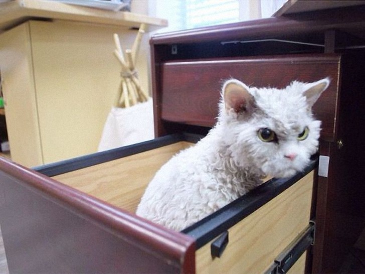 Фотография: Альберт — самый злой кот интернета? №6 - BigPicture.ru