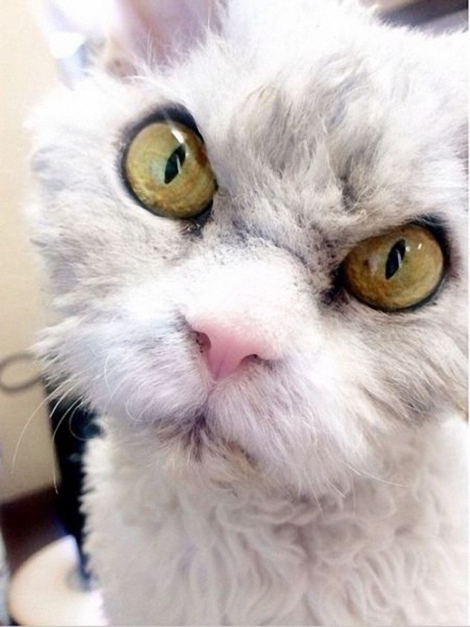 Фотография: Альберт — самый злой кот интернета? №8 - BigPicture.ru