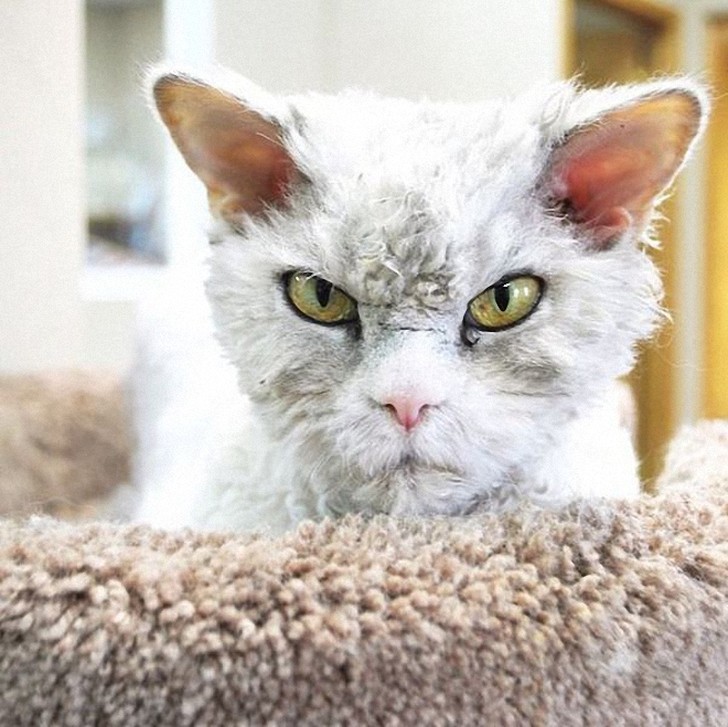Фотография: Альберт — самый злой кот интернета? №10 - BigPicture.ru