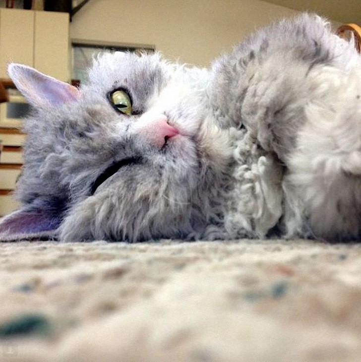 Фотография: Альберт — самый злой кот интернета? №12 - BigPicture.ru