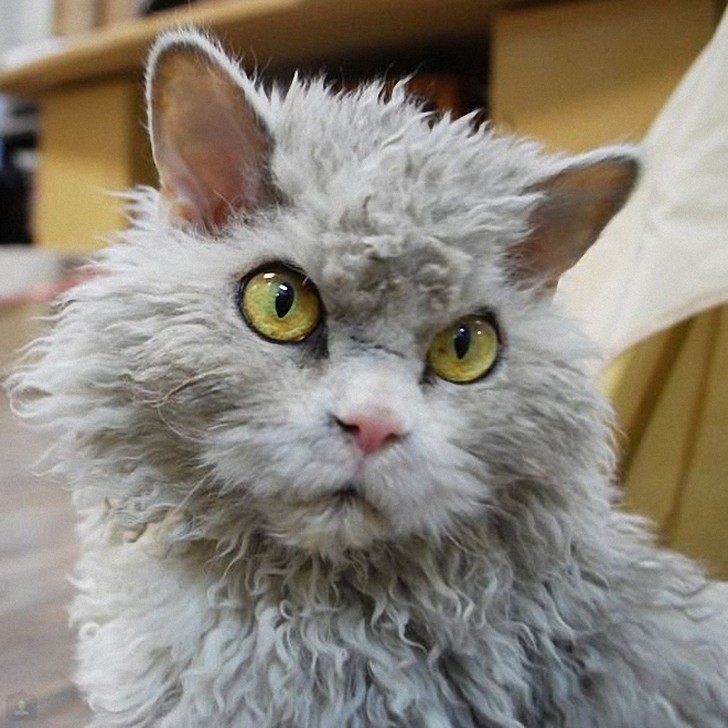Фотография: Альберт — самый злой кот интернета? №14 - BigPicture.ru