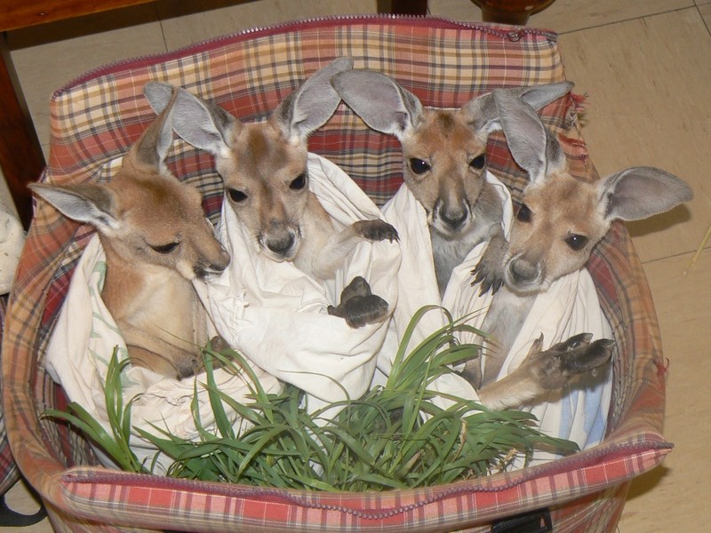 Фотография: Маленькие кенгурята остаются умирать в сумке погибшей матери, пока не приходит он №4 - BigPicture.ru