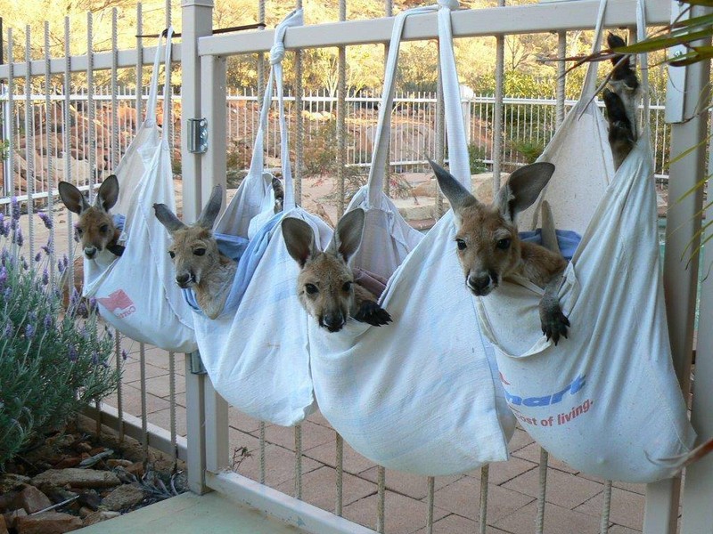 Фотография: Маленькие кенгурята остаются умирать в сумке погибшей матери, пока не приходит он №6 - BigPicture.ru