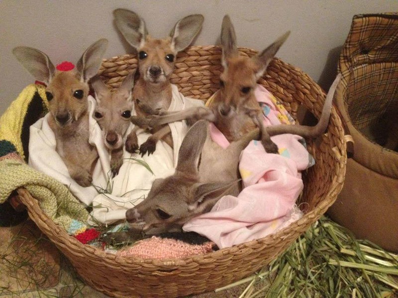 Фотография: Маленькие кенгурята остаются умирать в сумке погибшей матери, пока не приходит он №9 - BigPicture.ru
