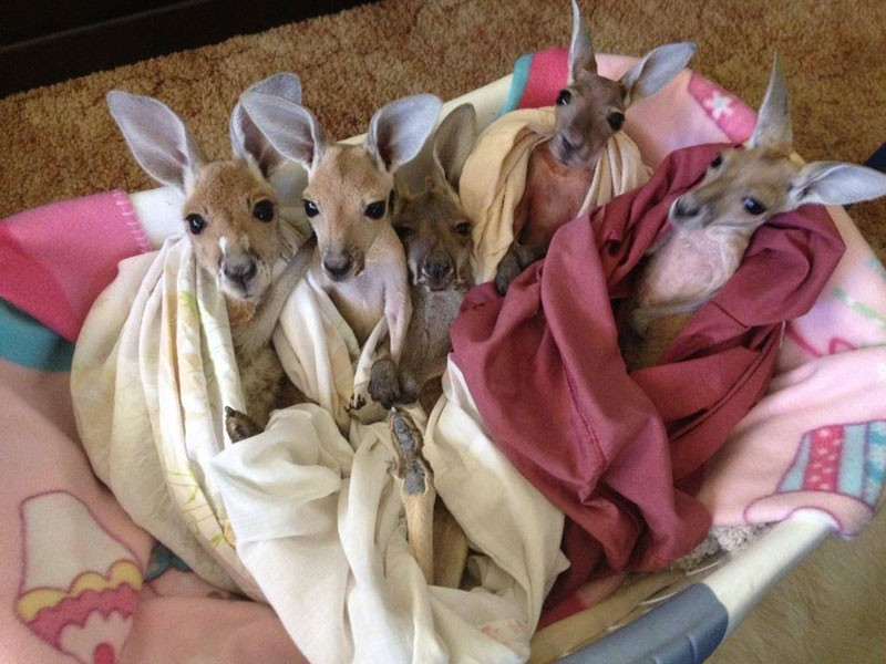 Фотография: Маленькие кенгурята остаются умирать в сумке погибшей матери, пока не приходит он №16 - BigPicture.ru