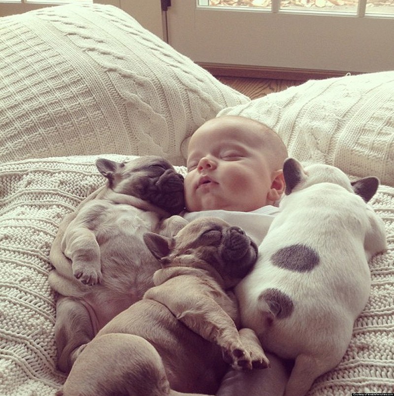 Фотография: Милые щенки бульдогов, которые растопят ваше сердце №4 - BigPicture.ru