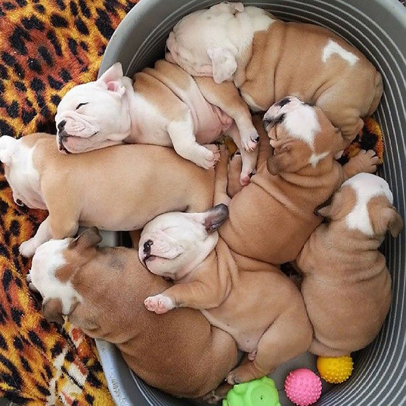 Фотография: Милые щенки бульдогов, которые растопят ваше сердце №14 - BigPicture.ru