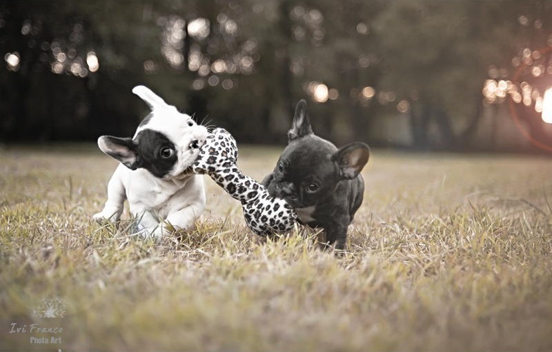 Фотография: Милые щенки бульдогов, которые растопят ваше сердце №25 - BigPicture.ru