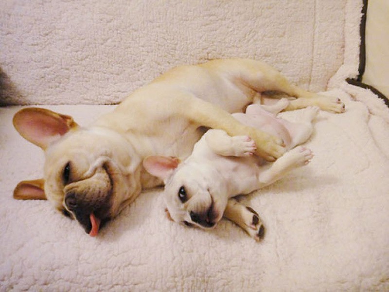 Фотография: Милые щенки бульдогов, которые растопят ваше сердце №34 - BigPicture.ru