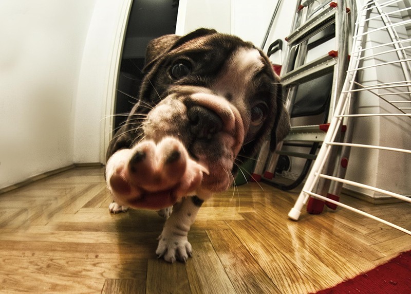 Фотография: Милые щенки бульдогов, которые растопят ваше сердце №37 - BigPicture.ru