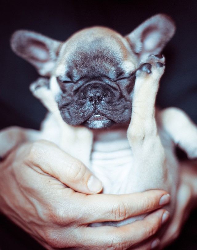 Фотография: Милые щенки бульдогов, которые растопят ваше сердце №38 - BigPicture.ru