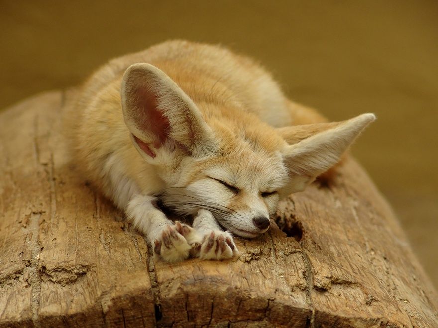 Фотография: 7 самых мимимишных видов лисиц №3 - BigPicture.ru