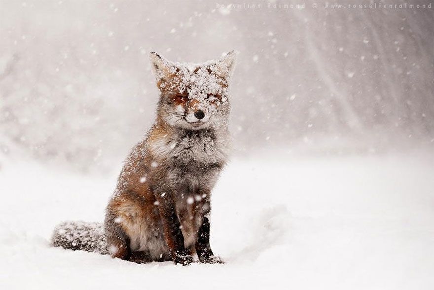 Фотография: 7 самых мимимишных видов лисиц №4 - BigPicture.ru