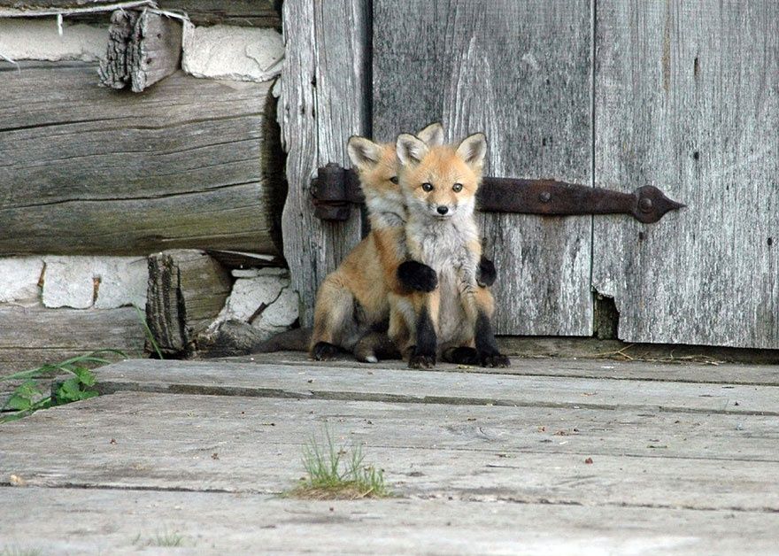 Фотография: 7 самых мимимишных видов лисиц №6 - BigPicture.ru