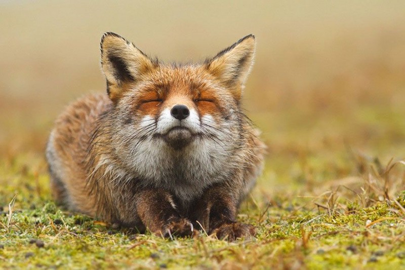 Фотография: 7 самых мимимишных видов лисиц №1 - BigPicture.ru