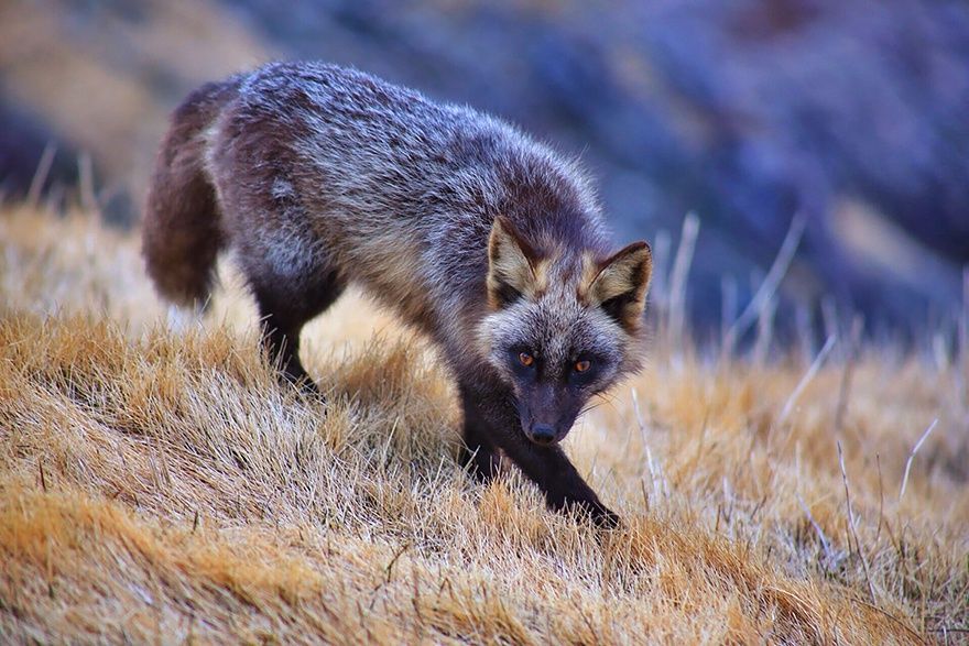 Фотография: 7 самых мимимишных видов лисиц №13 - BigPicture.ru