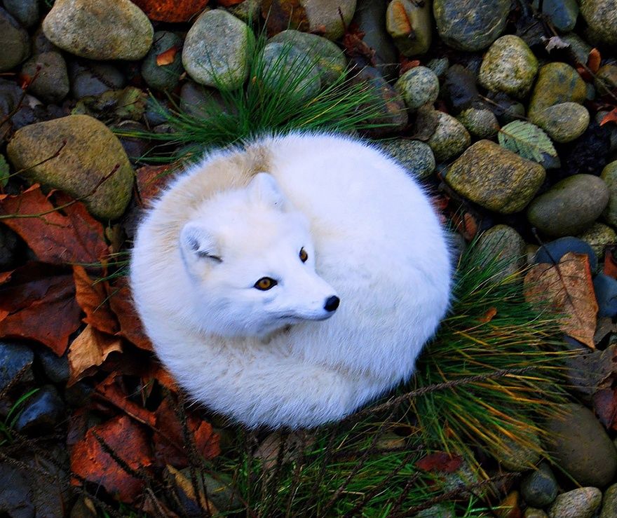 Фотография: 7 самых мимимишных видов лисиц №16 - BigPicture.ru