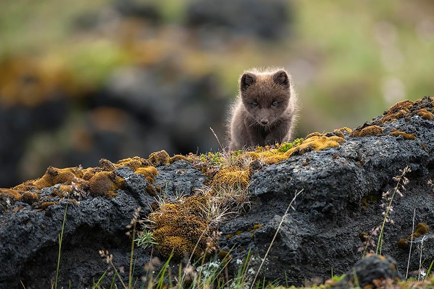 Фотография: 7 самых мимимишных видов лисиц №17 - BigPicture.ru