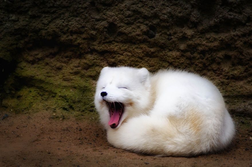 Фотография: 7 самых мимимишных видов лисиц №18 - BigPicture.ru