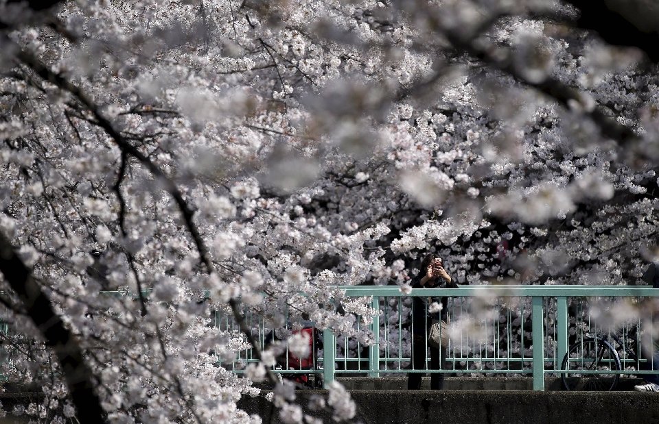 Фотография: Ханами — японская традиция любования цветущей сакурой №2 - BigPicture.ru