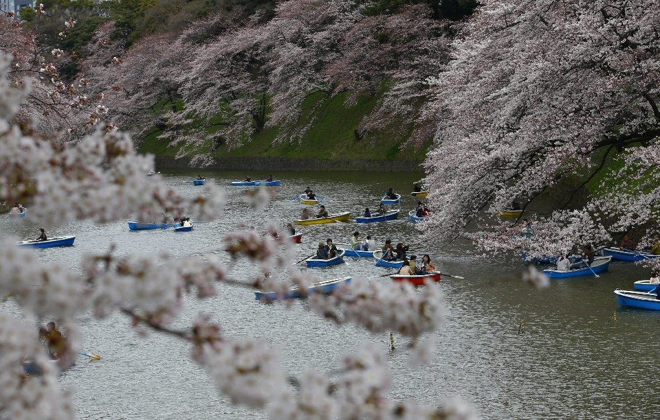 Фотография: Ханами — японская традиция любования цветущей сакурой №6 - BigPicture.ru
