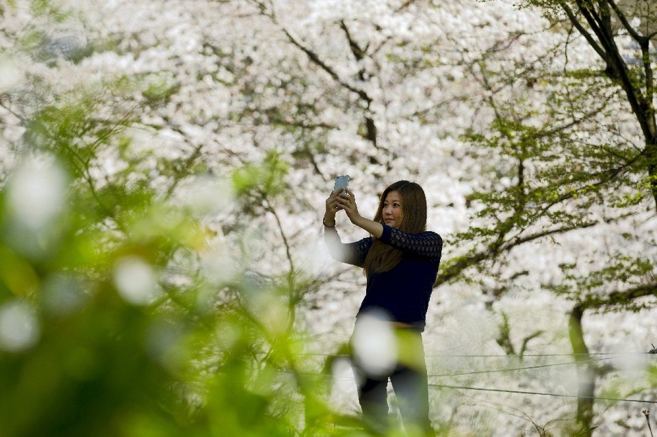 Фотография: Ханами — японская традиция любования цветущей сакурой №7 - BigPicture.ru
