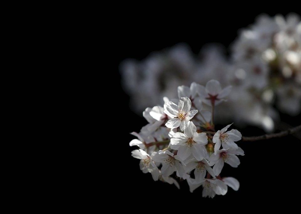 Фотография: Ханами — японская традиция любования цветущей сакурой №12 - BigPicture.ru