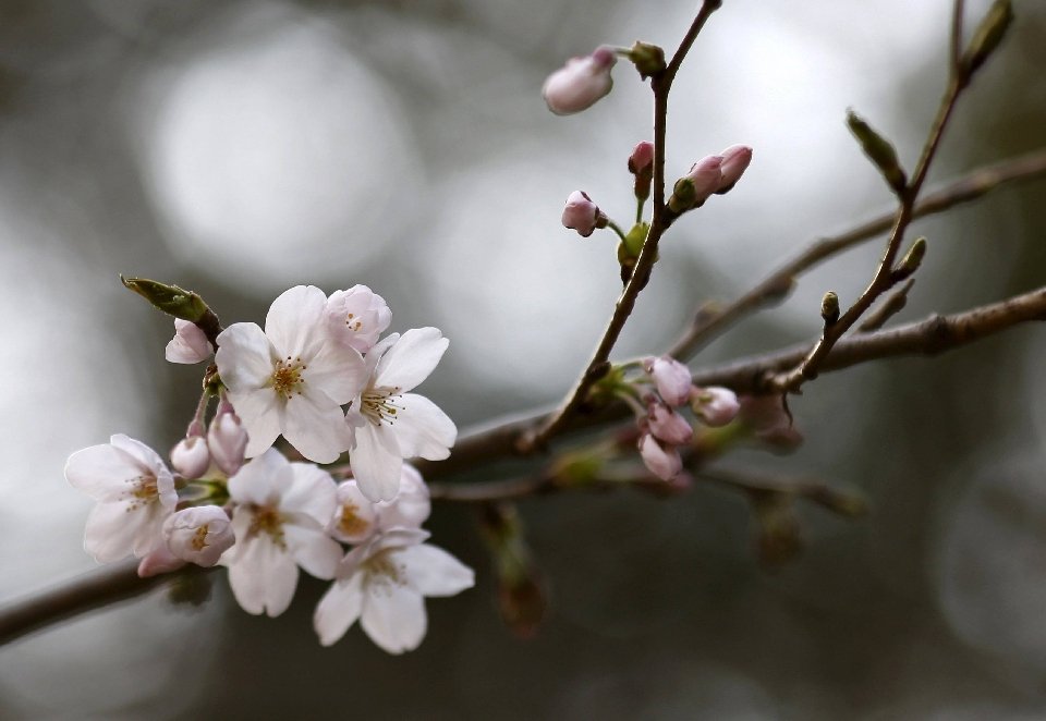 Фотография: Ханами — японская традиция любования цветущей сакурой №13 - BigPicture.ru