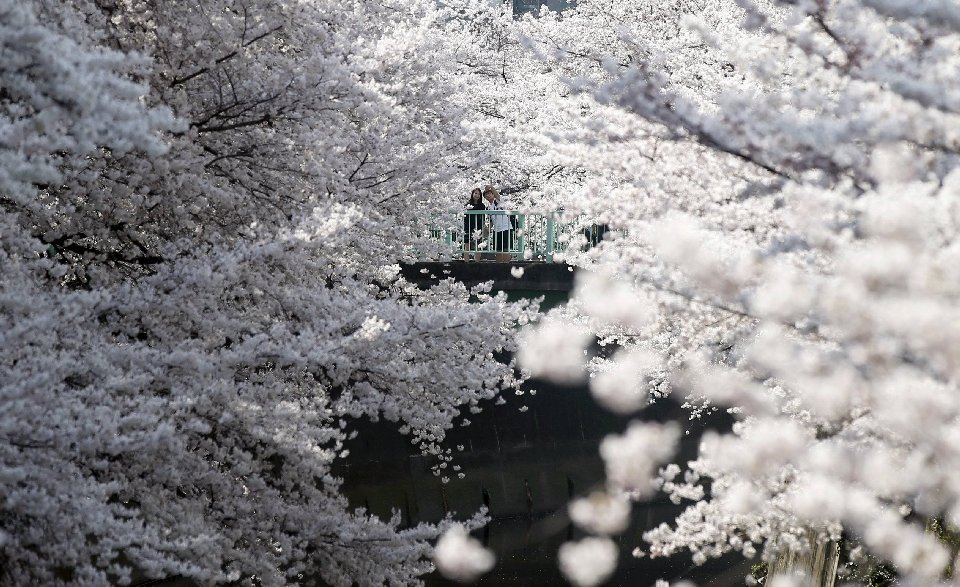 Фотография: Ханами — японская традиция любования цветущей сакурой №14 - BigPicture.ru