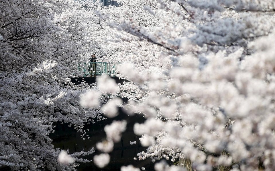 Фотография: Ханами — японская традиция любования цветущей сакурой №18 - BigPicture.ru