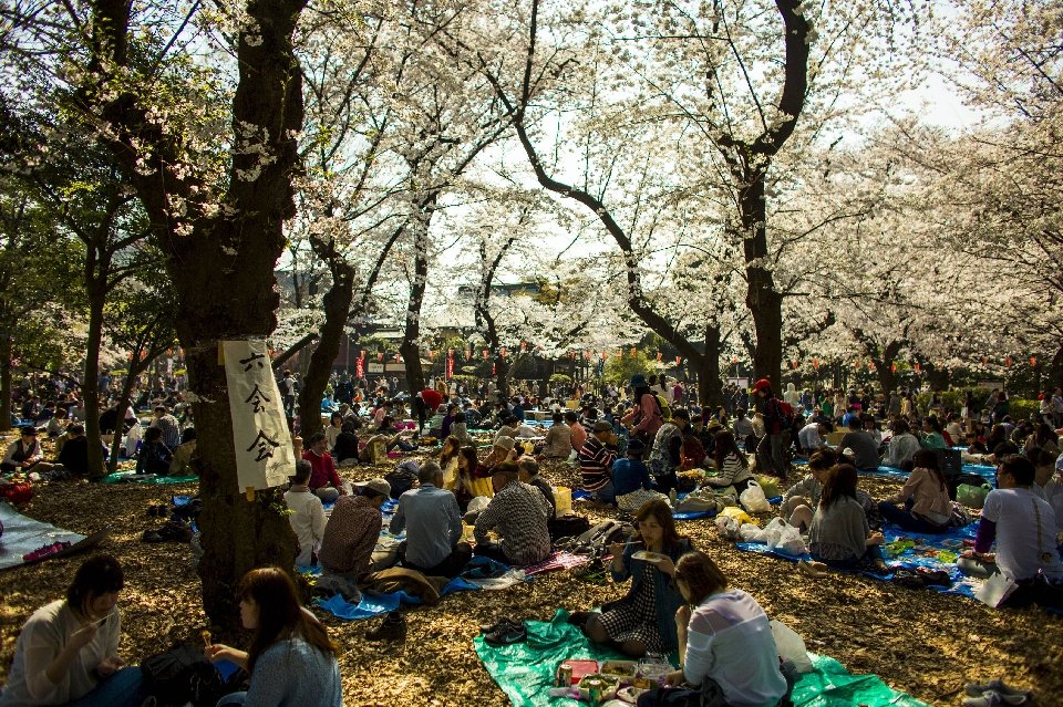 Фотография: Ханами — японская традиция любования цветущей сакурой №19 - BigPicture.ru