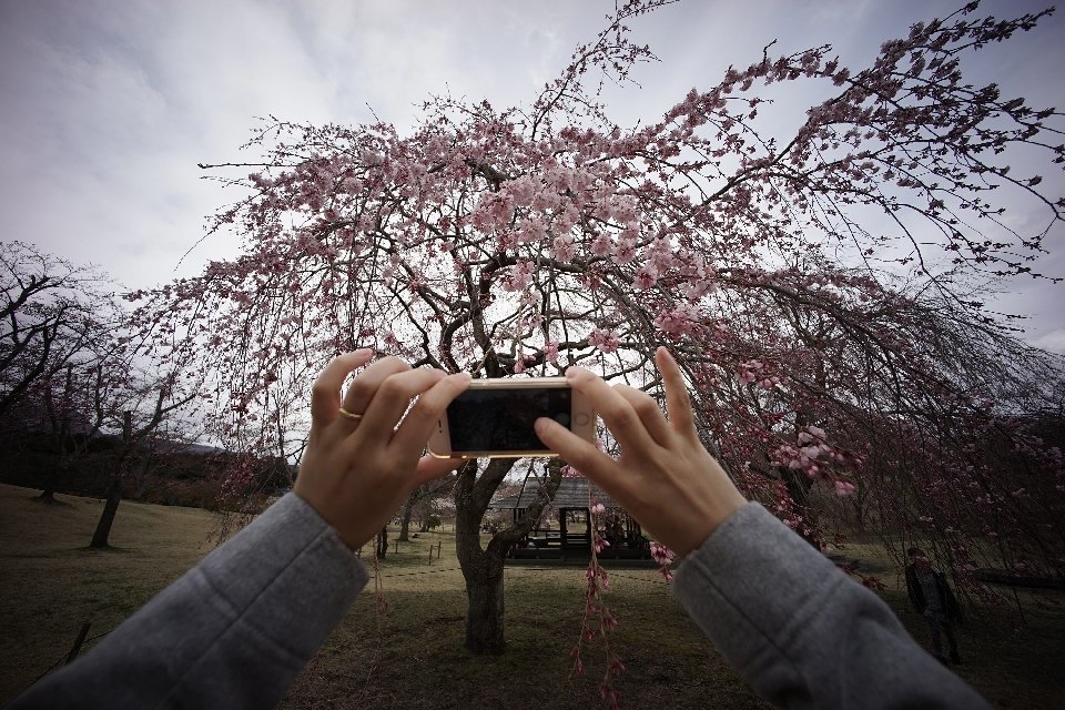Фотография: Ханами — японская традиция любования цветущей сакурой №21 - BigPicture.ru