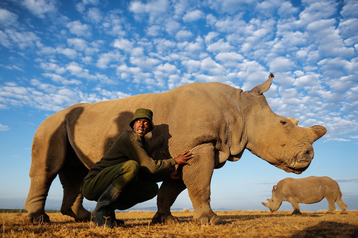 Фотография: Последний носорог на планете №2 - BigPicture.ru