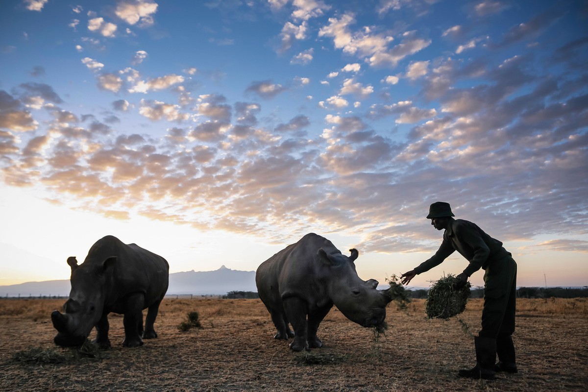 Фотография: Последний носорог на планете №4 - BigPicture.ru