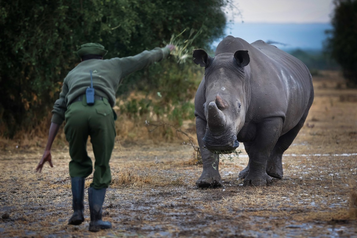 Фотография: Последний носорог на планете №6 - BigPicture.ru