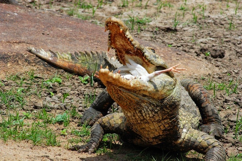 Фотография: Дружелюбные крокодилы Паги №8 - BigPicture.ru