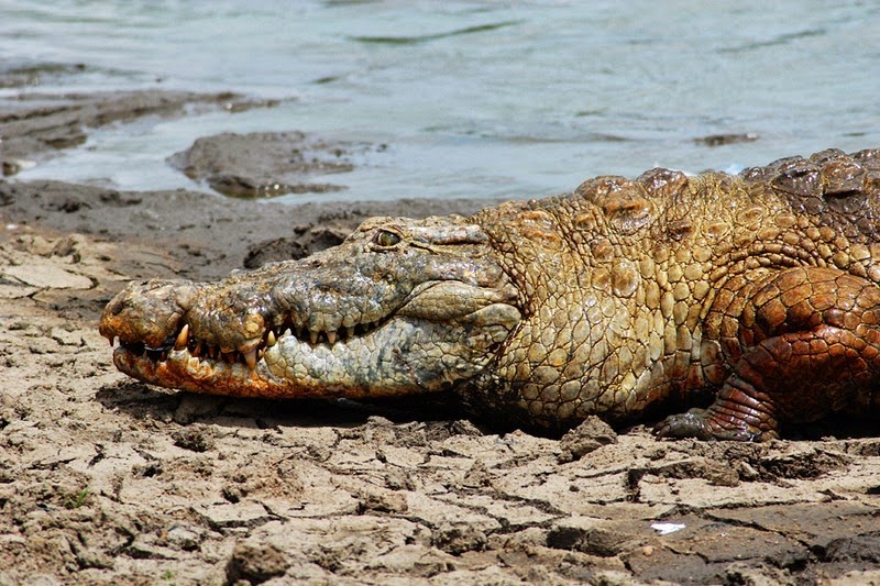 Фотография: Дружелюбные крокодилы Паги №7 - BigPicture.ru
