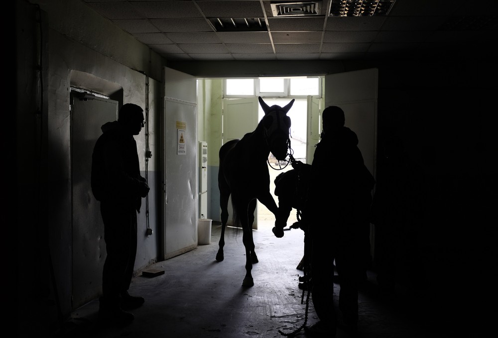 Фотография: Как в Стамбуле лечат скаковых лошадей №3 - BigPicture.ru