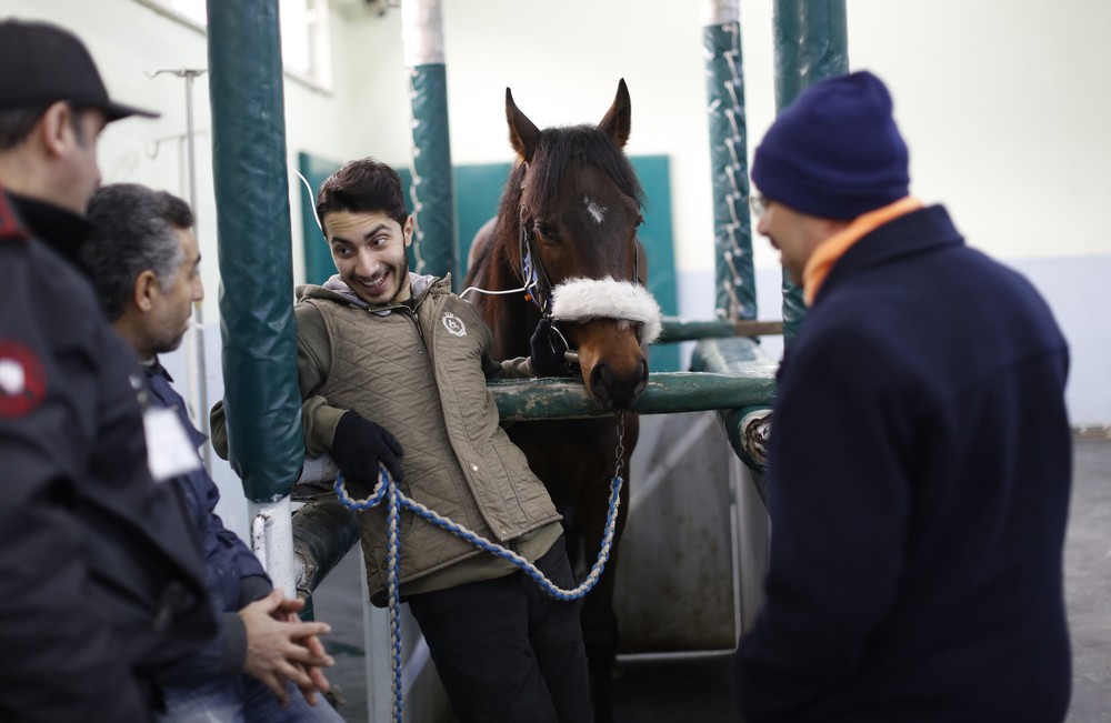 Фотография: Как в Стамбуле лечат скаковых лошадей №4 - BigPicture.ru